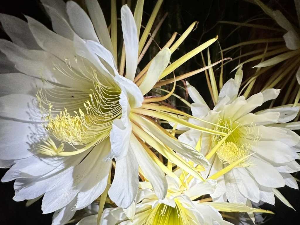 Nữ hoàng cơ là gì?