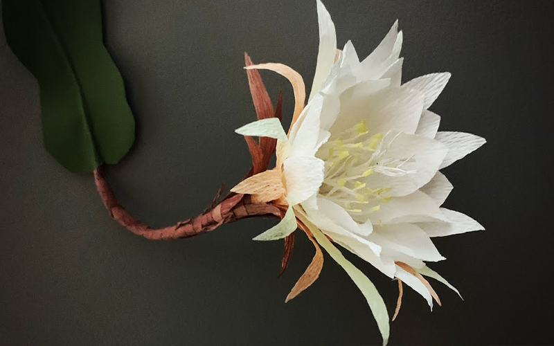 Công dụng của hoa xương rồng trong cuộc sống Công dụng của hoa quỳnh đối với đời sống