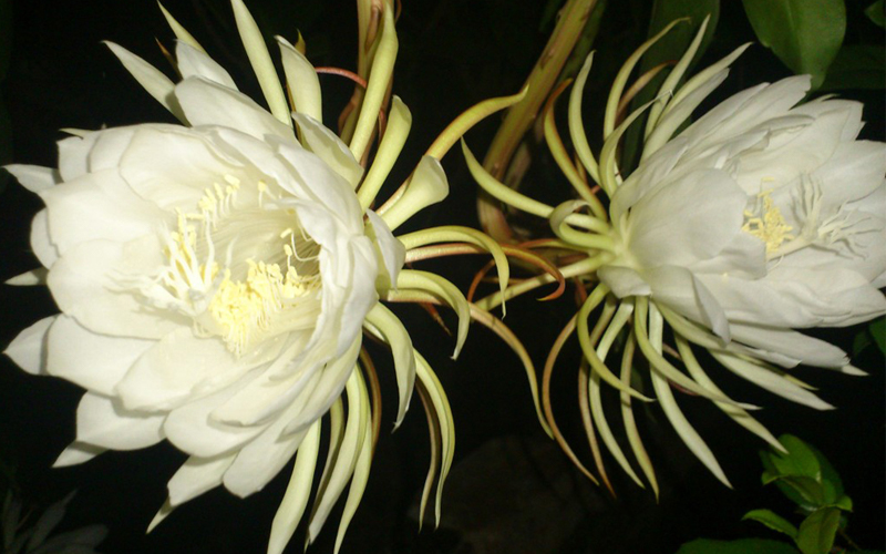 Hoa của Nữ hoàng bóng đêm chủ yếu được nhân giống bằng cách giâm cành. Hoa Quỳnh chủ yếu được nhân giống bởi phương pháp giâm cành.